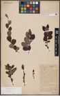 Foto von Salix aurita L.